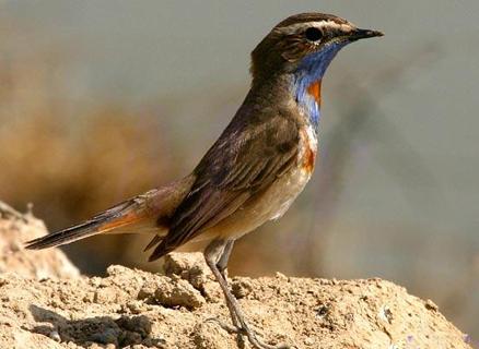 东江揽胜,惠州淡水常见鸟类图谱