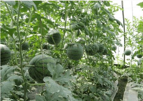 盆栽西瓜化瓜的原因和解决方法,冬季日光温室黄瓜化瓜原因及对策