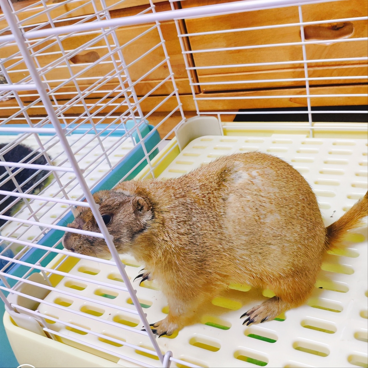 讲一下新手养土拨鼠的关注事项,不懂科学喂养仓鼠