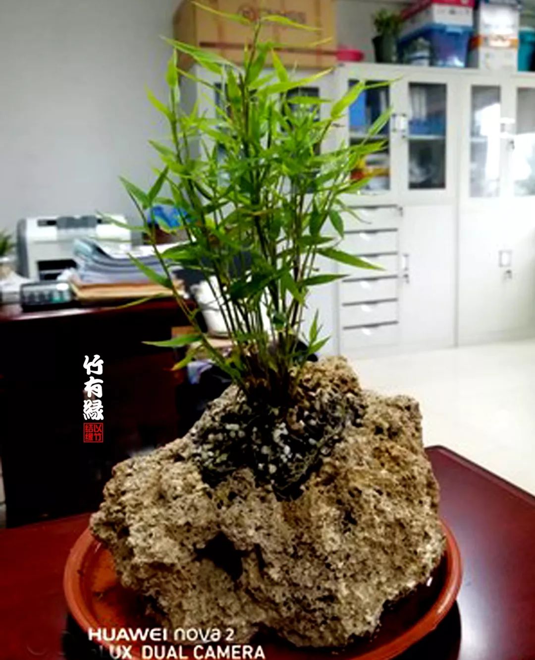 《竹子浇水宝典》竹子浇水是门大学问！