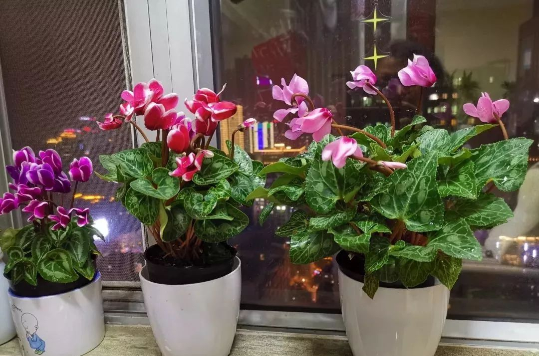 适合9月份养的绿植,四季最好养的10种花