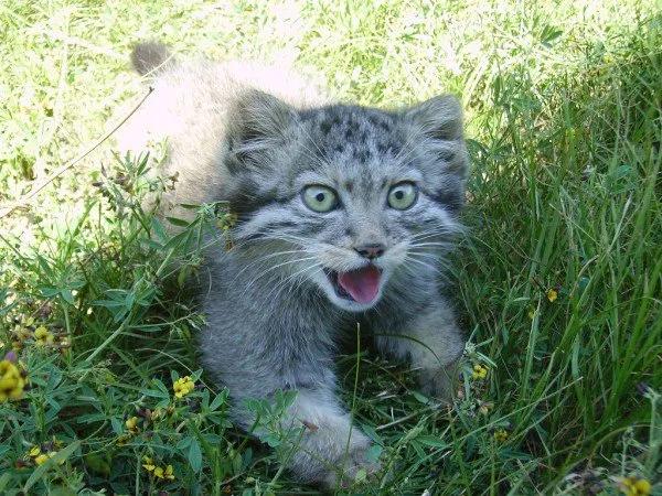 农夫在仓库发现4只小猫,俄罗斯农夫捡到一只猫