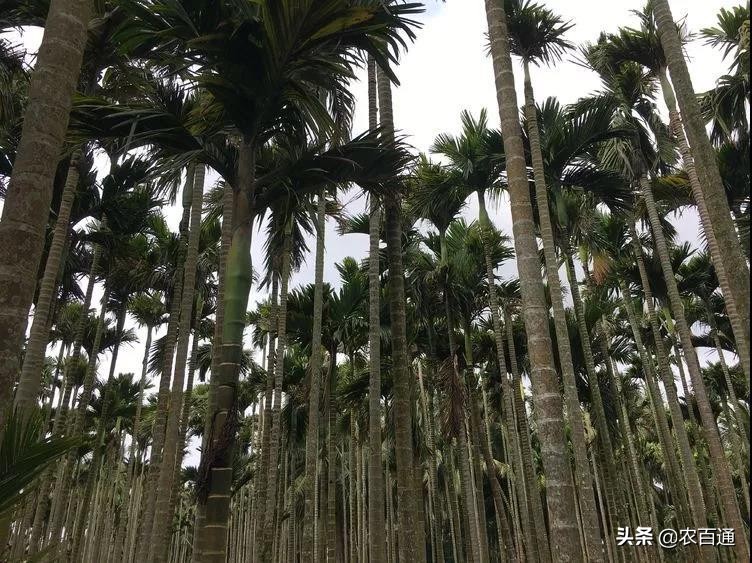 槟榔花苞怎么处理,槟榔还没打花苞是要打什么肥