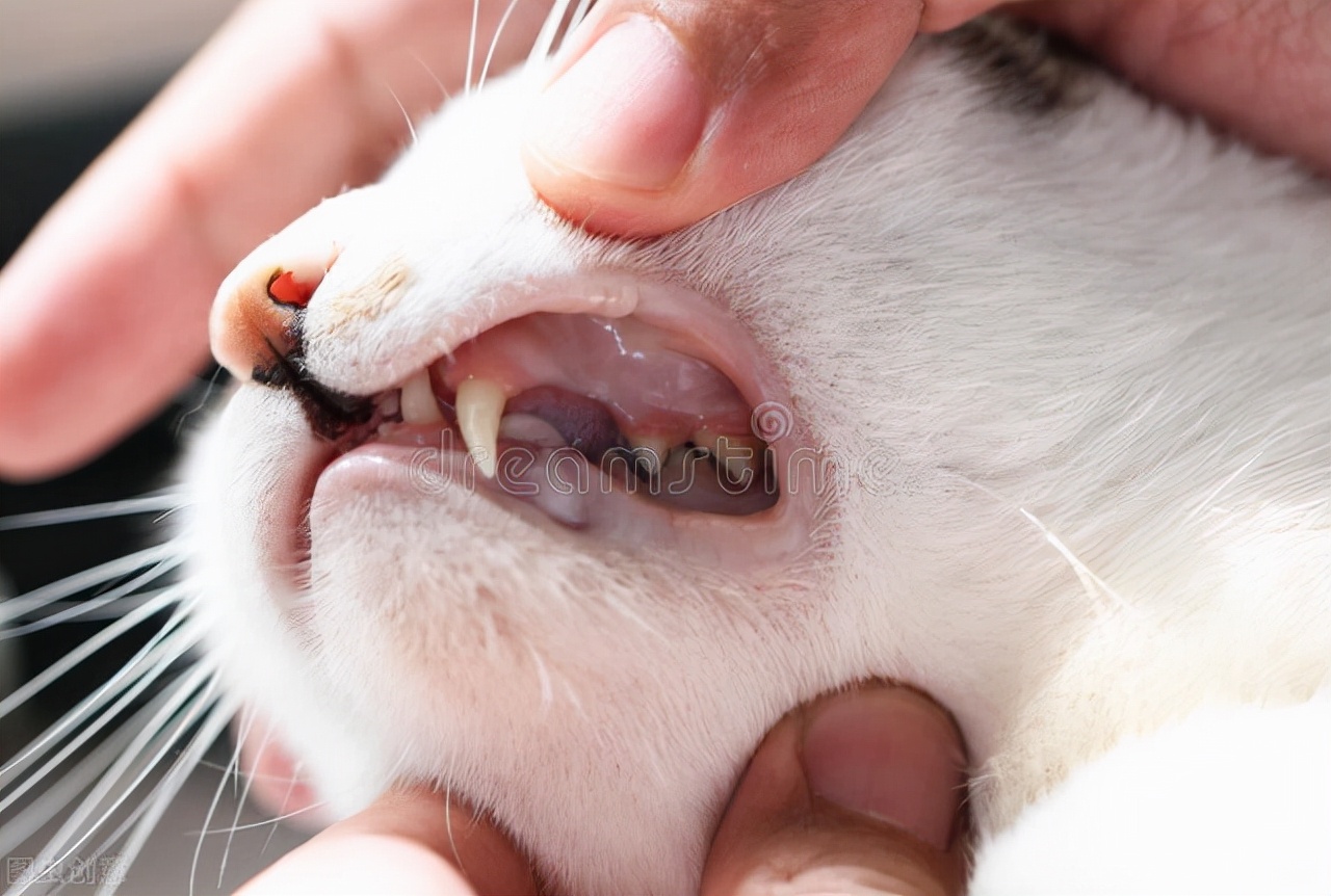 猫的嘴巴肿了怎么办,猫的嘴巴里面烂了怎么办