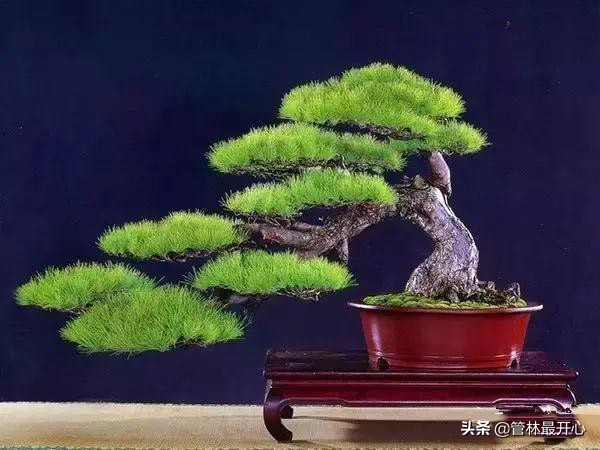 文人骚客喜欢用植物中的什么,古代文人志士爱好哪些植物