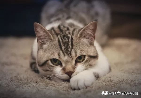 多猫家庭猫咪挑食该如何解决,猫咪挑食瘦怎么养胖