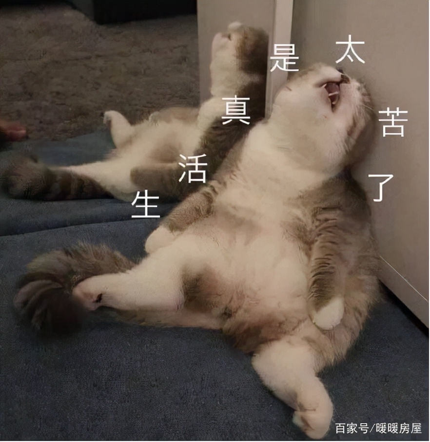 租客退房留下满屋子垃圾和狗屎,重庆女租客退租后留下满屋狗屎