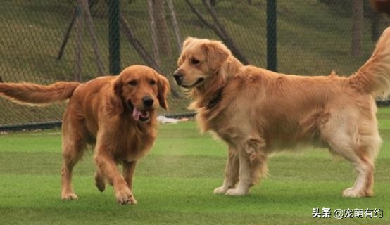 金毛真的很聪明吗能听懂人说话吗,金毛犬多大才会有智商