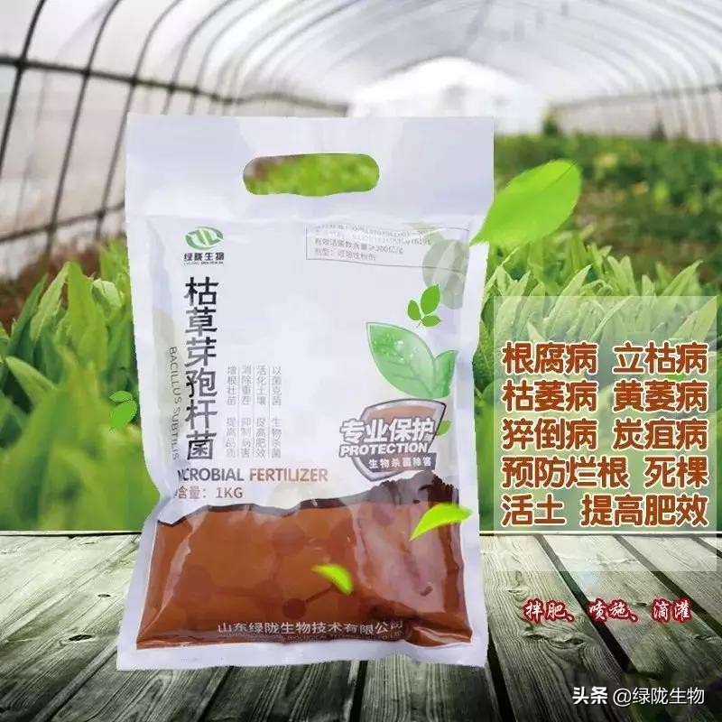 枯草芽孢杆菌防治病害怎样,枯草芽孢杆菌对种植作用及功效