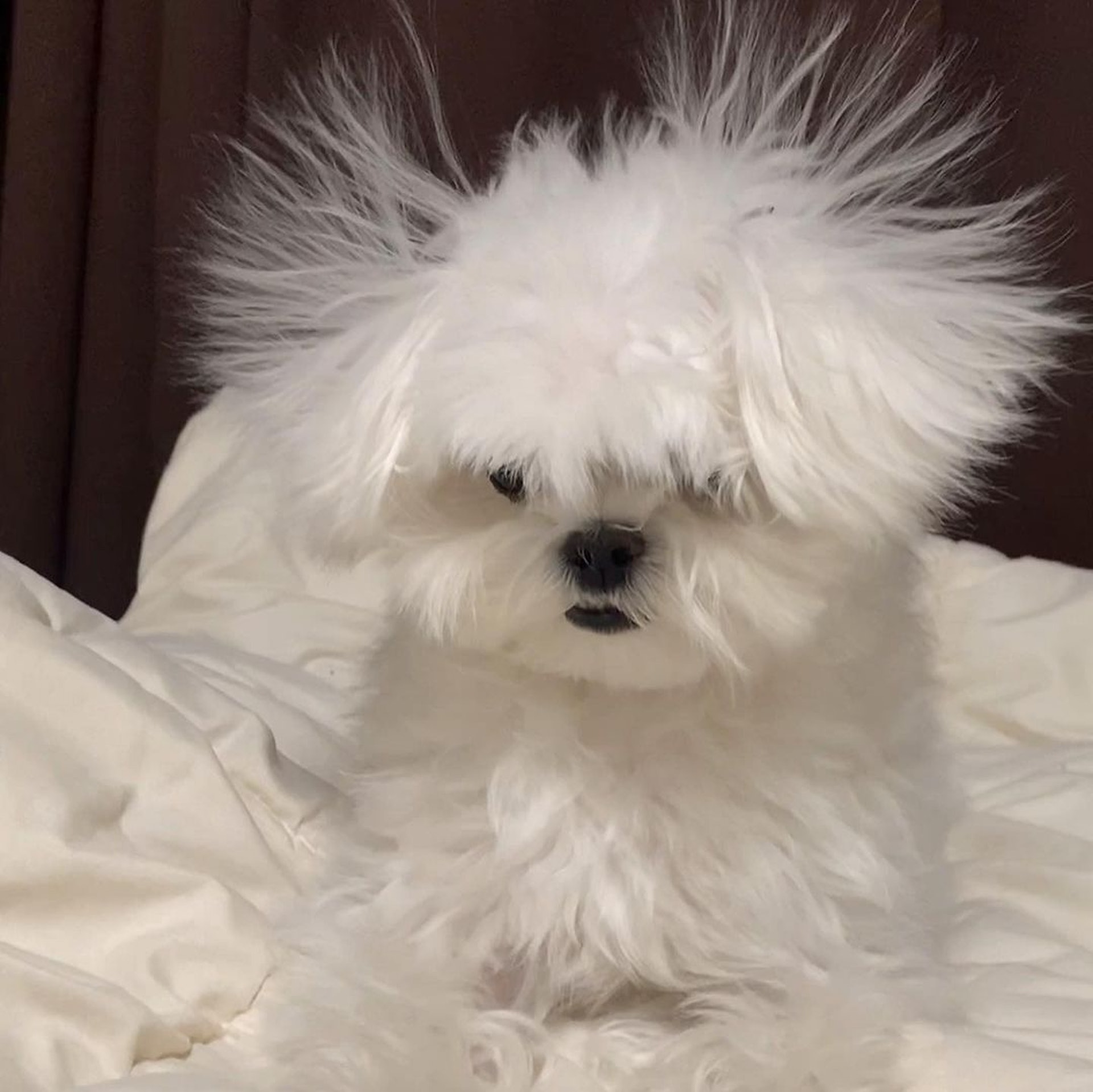 狗狗睡醒突然坐起来视频,狗狗睡醒兴奋突然昏倒