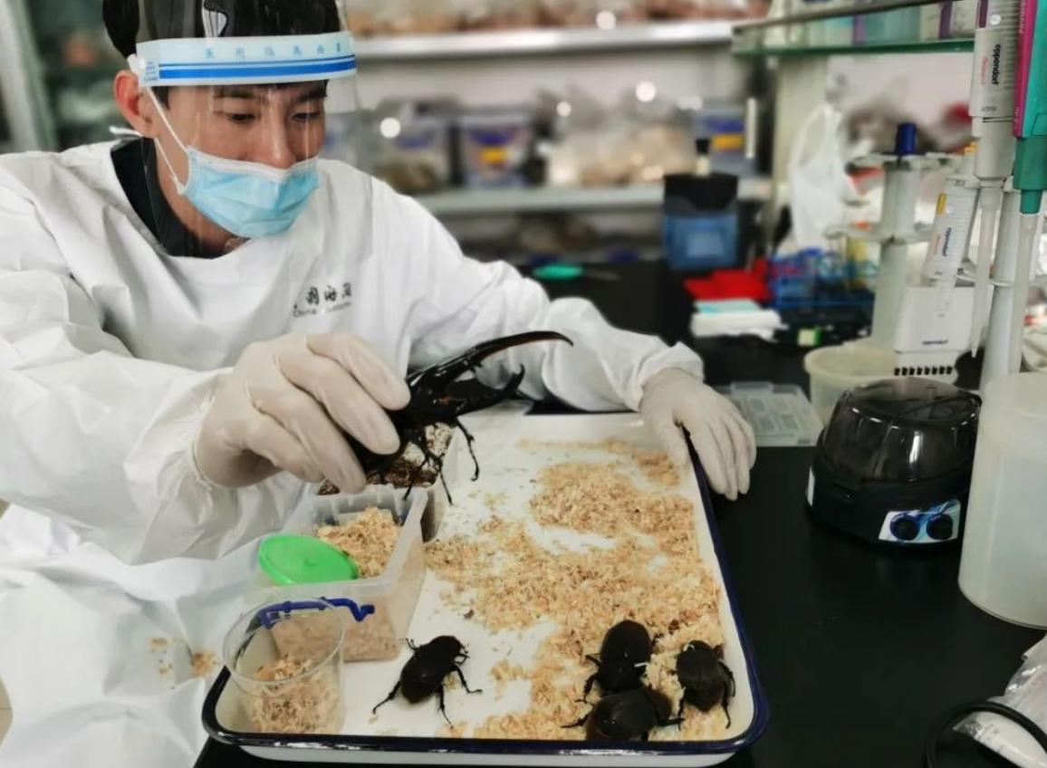 旅客携带439只甲虫入境被拦,海关查获活体蜗牛