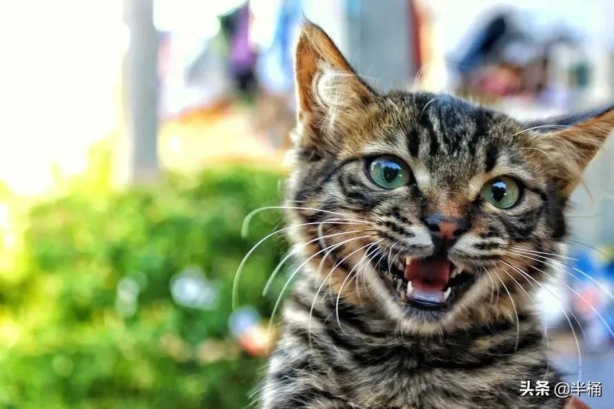 猫抓到老鼠不吃是什么原因,为什么猫抓到老鼠不立刻吃掉呢
