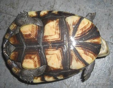 落枕病患者——萌萌的侧颈龟