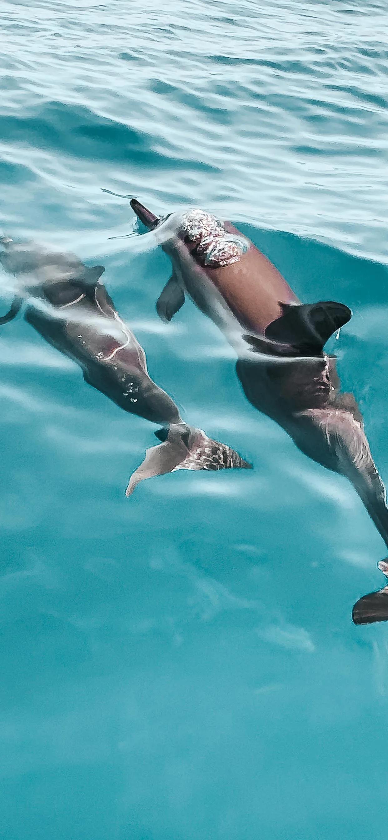 海洋壁纸2023,海洋系列壁纸