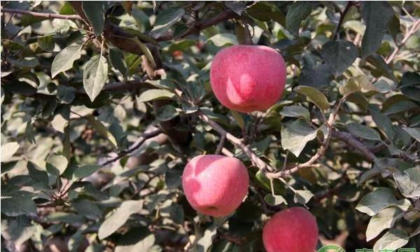 苹果现在的行情单价每斤多少钱,现在苹果价格多少钱一斤