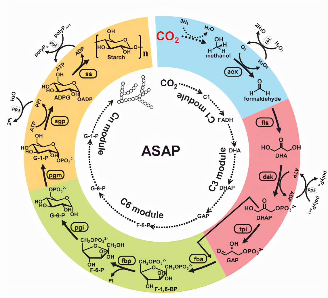 二氧化碳合成淀粉路径,从二氧化碳人工合成淀粉靠谱吗