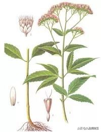 天人感应属于什么哲学思想,天人感应是怎么形成的