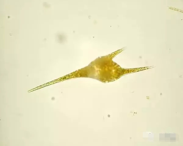 养殖塘水锈,养殖水有锈