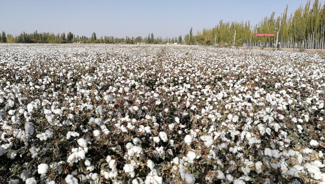 新疆棉花为什么那么好,新疆南北疆棉花的区别