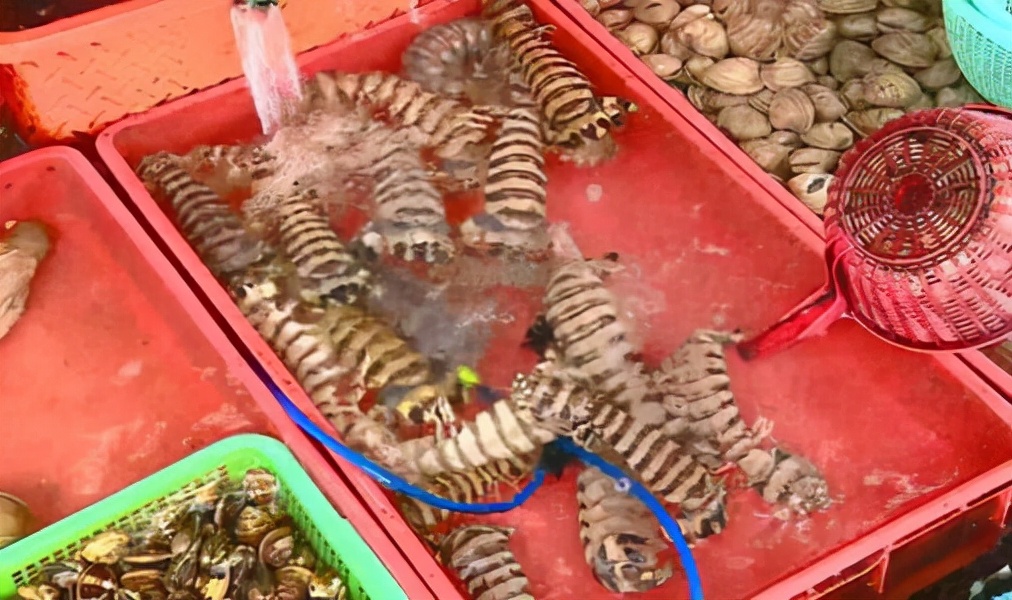 中国拒收印度虾,中国进口印度大虾