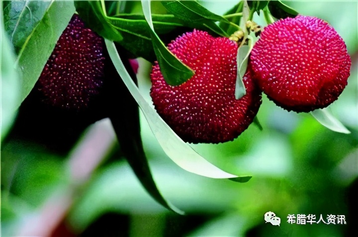 我的家乡青田文案,我的家乡青田手抄报