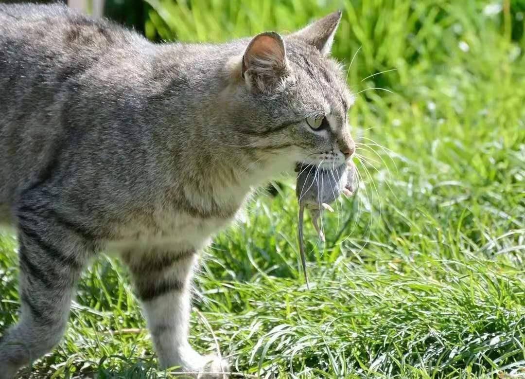 李时珍不吃猫的原因,李时珍为什么说猫不能吃鲜鱼