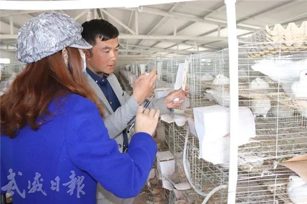 鸽子托起致富梦,小鸽子致富的创业方式