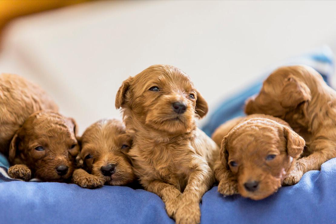 新手养泰迪犬要关注些什么,养泰迪犬需要关注啥