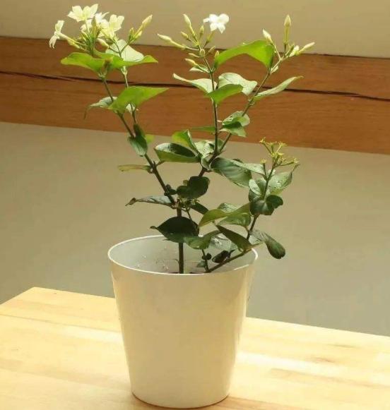 茉莉叶子发黄长蜘蛛网,盆栽茉莉有红蜘蛛怎么办