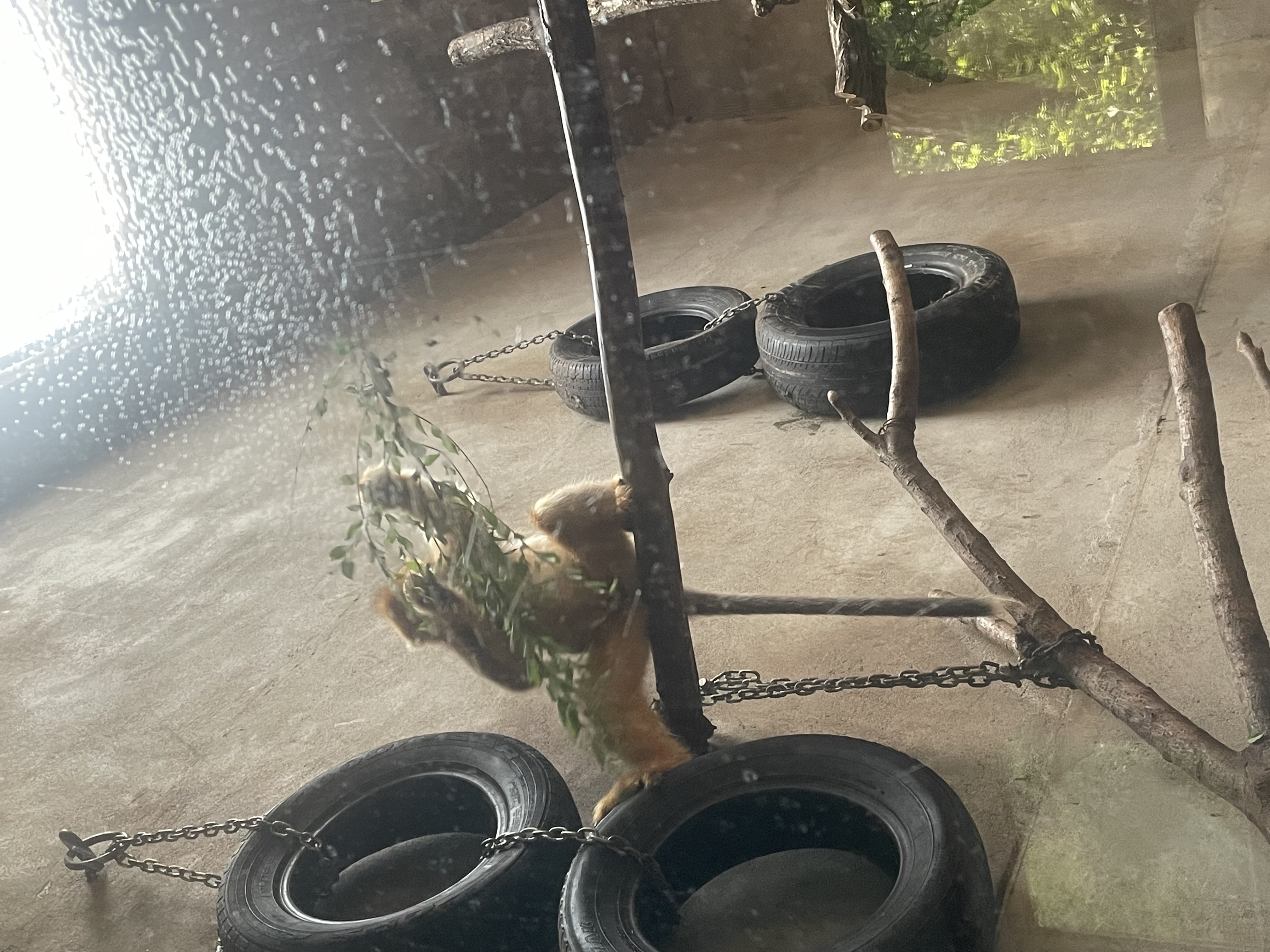 沈阳森林动物园春游,五一小长假去沈阳森林动物园游玩