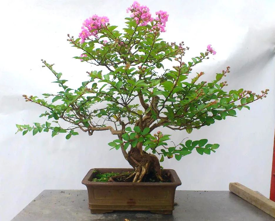 四十年紫薇树,人渐衰老心力也衰吗