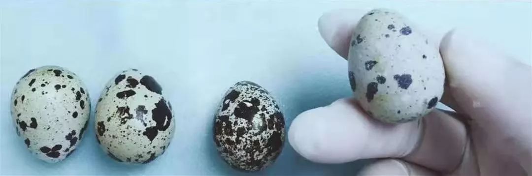 洗牙后牙缝变大了能自然恢复吗,为什么洗牙会让牙缝变大