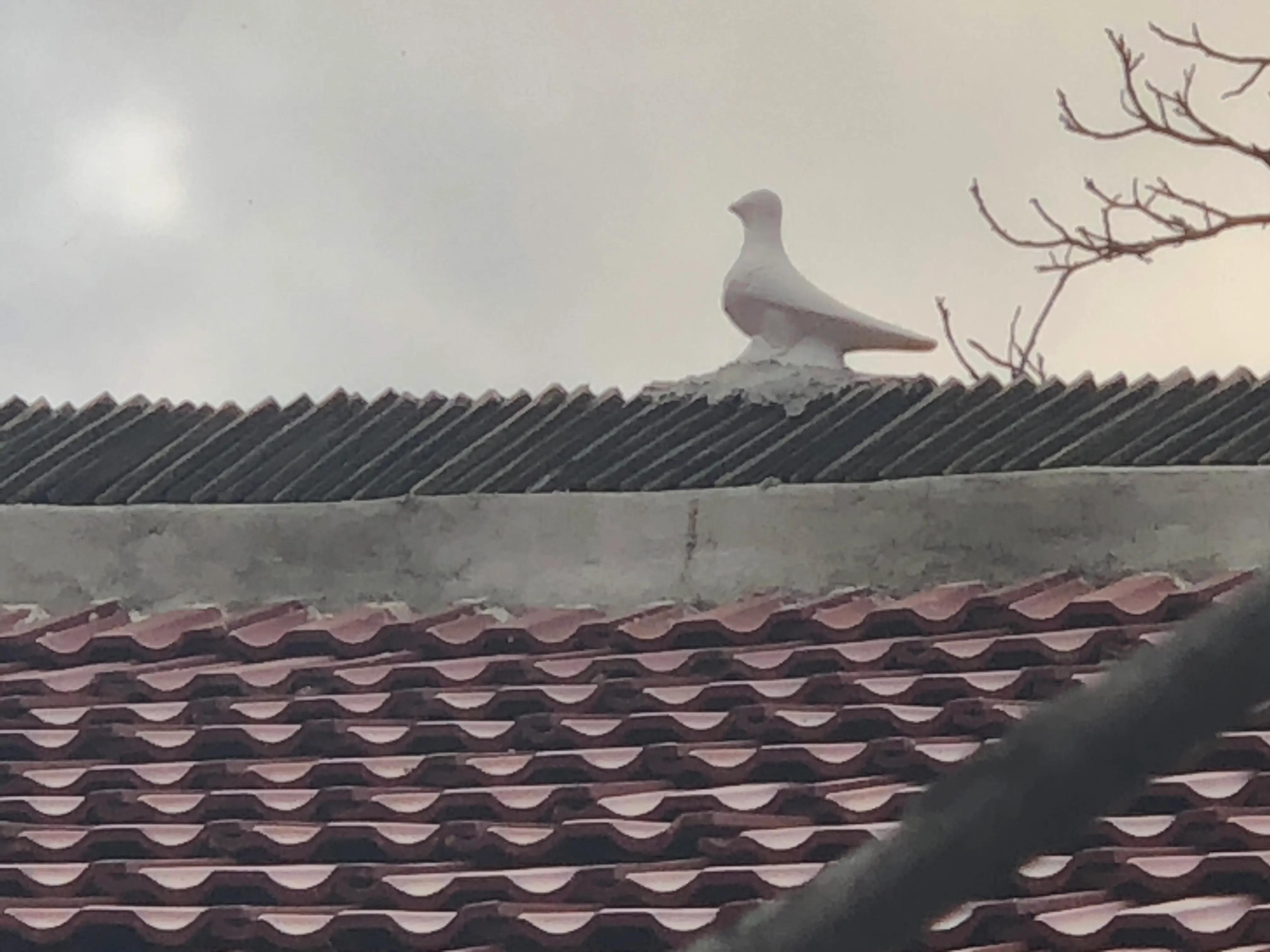 太阳鸟图腾设计,太阳鸟图腾