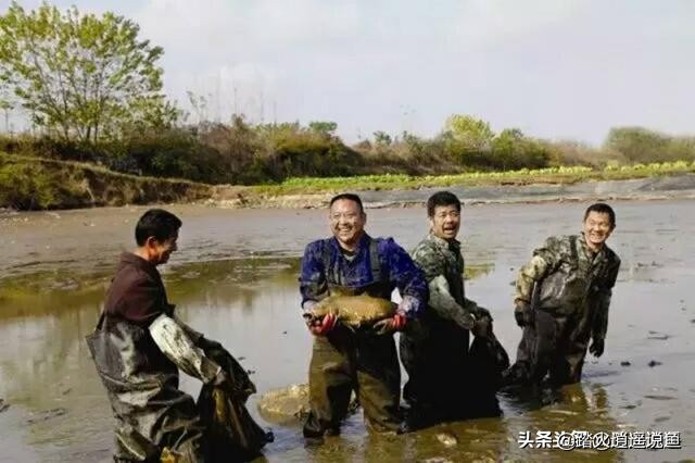 运输鱼为什么放柴油,柴油在鱼塘里对鱼有影响吗