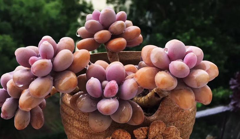 多肉室外养下雨淋了叶片怎么办,室内的多肉夏天可以放外面淋雨吗