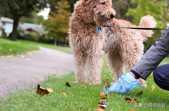 狗狗一天拉几次大便为正常,狗狗正常一天拉几次便便