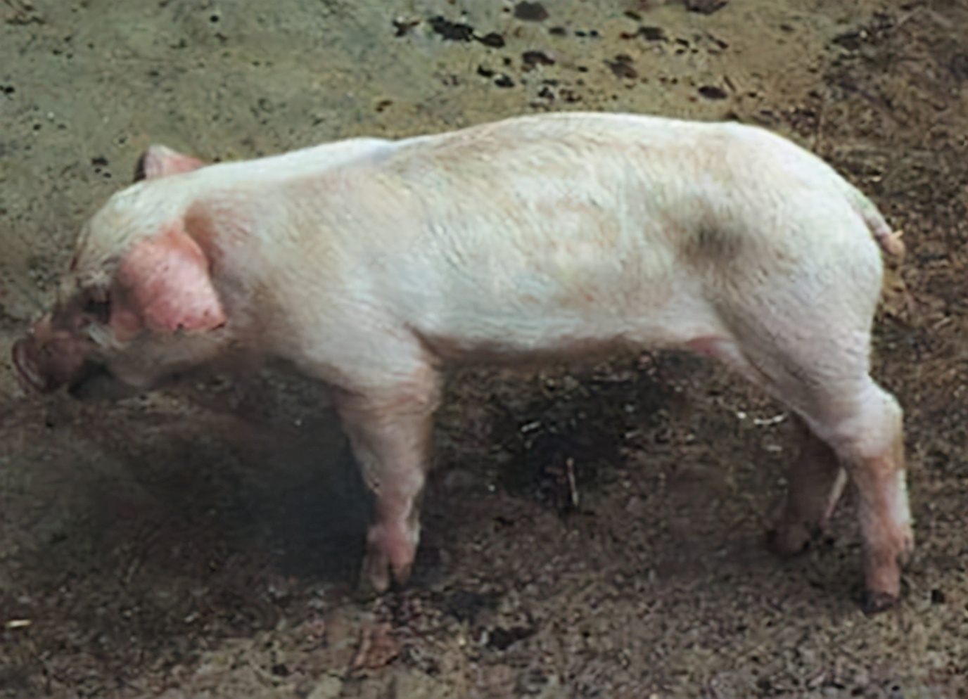 副猪嗜血杆菌病症状治疗方法：副猪嗜血杆菌首选用药