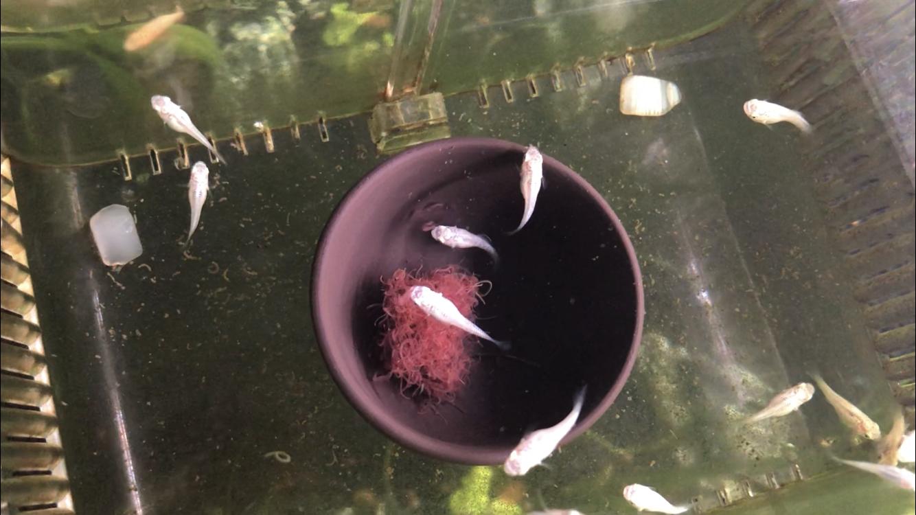 请问一下买回家的红线虫怎样饲养,红线虫是怎么伤害鱼儿的呢