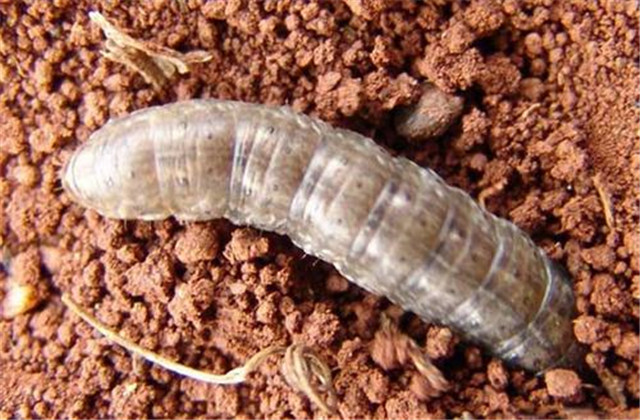 西瓜虫害及防治,西瓜虫害与防治