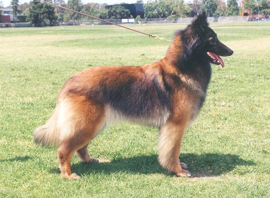 世上最漂亮的十种狗,最名贵的狗叫什么名字