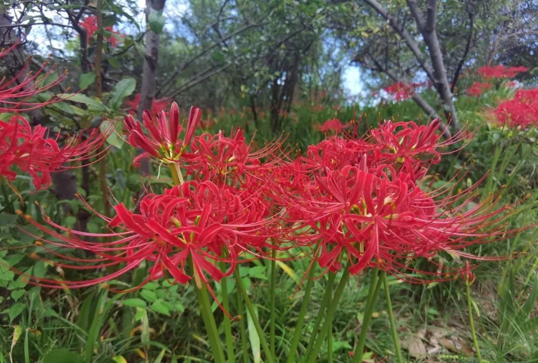 登上富乐山山顶看绵阳美景,登高赏菊富乐山