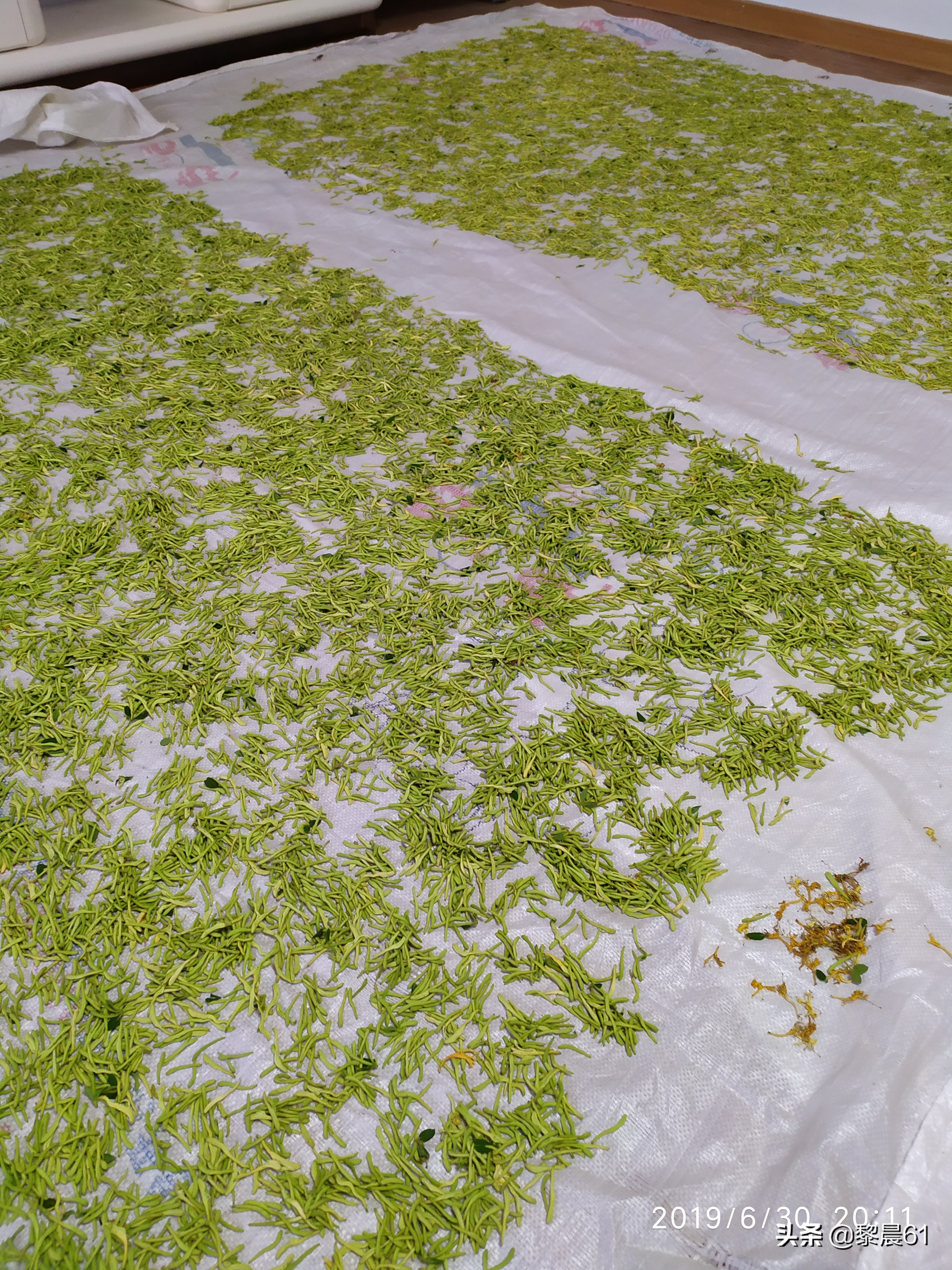 金银花怎么加工才能保住质量,自制金银花全过程