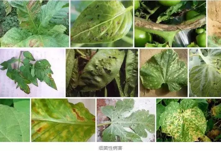 细菌感染治疗不彻底,作物细菌病害用什么药