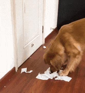 狗狗撕纸大全,狗狗为什么总是喜欢咬纸撕纸