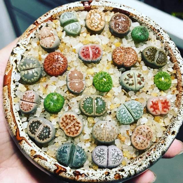 多肉植物生石花怎么繁殖,多肉植物生石花开花