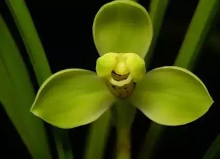 史上最全的兰花鉴赏,兰花品种之精品欣赏