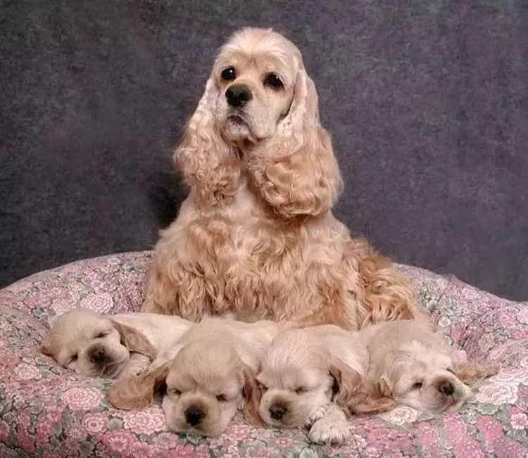 狗狗品种的分类你都了解吗,狗狗哪个品种当宠物狗更好