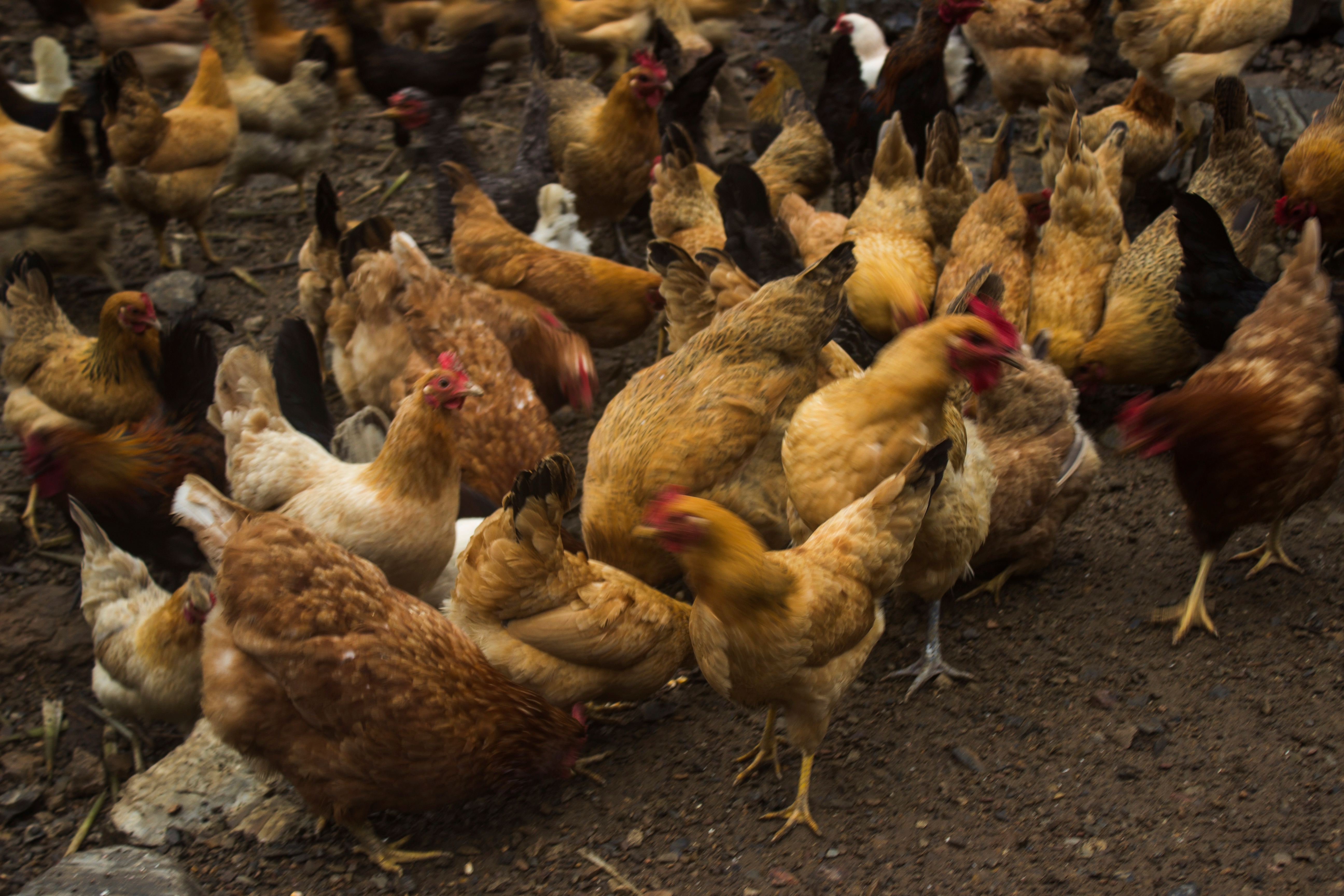 养殖2000只土鸡的成本与利润,怎么养土鸡赚钱