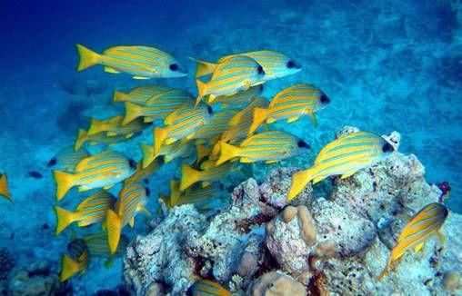 船宿去哪里体验感最好,想去邮轮旅游需要提前确定什么