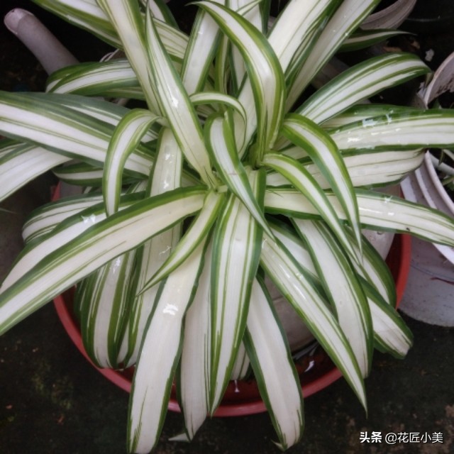 吊兰抽穗多了把叶子压弯怎么办,怎么才能使吊兰走茎不容易折断